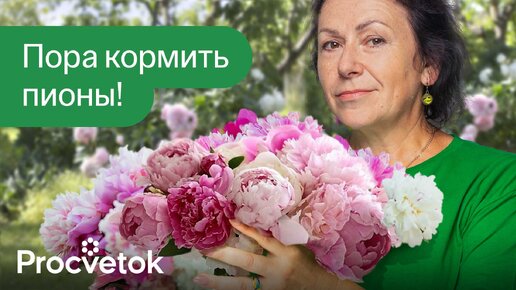 Готовим пионы к фантастическому цветению! Обязательно подкормите и обработайте так пионы весной