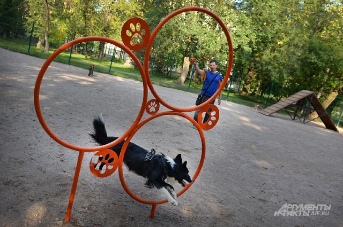    В Красноярске появится 5 новых площадок для выгула собак за 11,6 млн рублей