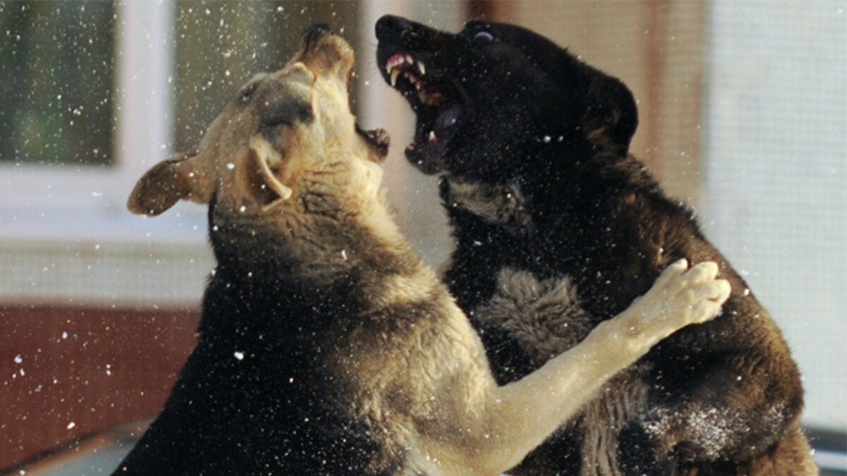 Фото: https://tvzvezda.ru/ (https://mcdn.tvzvezda.ru/storage/news_other_images/2023/04/17/40b515ebb79d445ba0ad974685e0eda6.jpg)