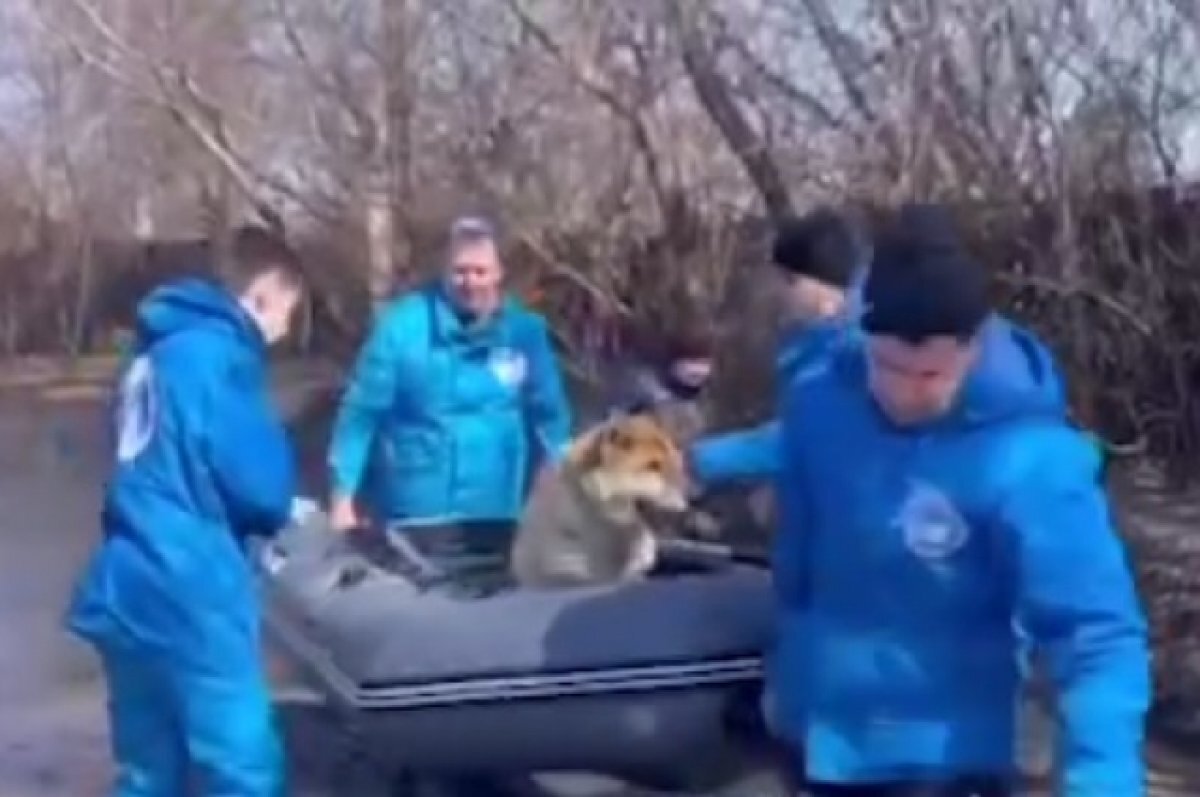    Волонтеры в Курганской области спасли во время паводка слепую собаку