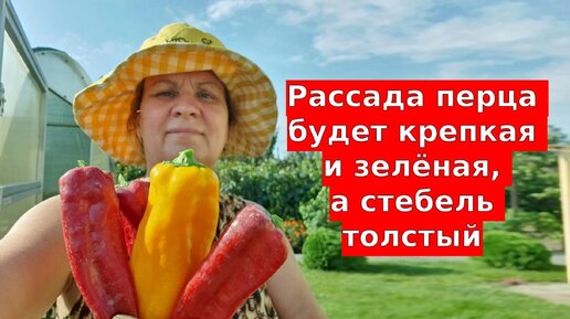 Всегда выращиваю рассаду перца так - растет коренастая, толстая и дает много урожая