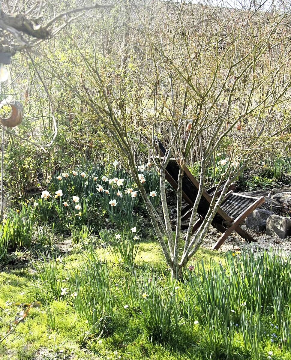 Первоцветы под кустарниками с зонтичной формой кроны. Графичные голые "ноги" таких кустов удачно контрастируют с буйной растительностью под ними.  Фотография из свободных источников. 