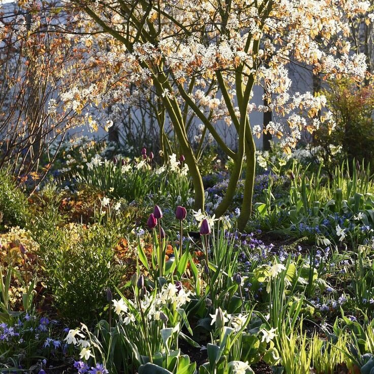 Когда такие кустарники весенеецветущие всё выглядит ещё лучше! Для меня это идеальный весенний пейзаж. 😍 Хочу попробовать такую клумбу с сиренью. Фотография из свободных источников. 