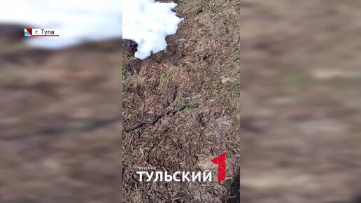 Video herunterladen: В Тульской области проснулись гадюки: как защитить себя от укусов змеи