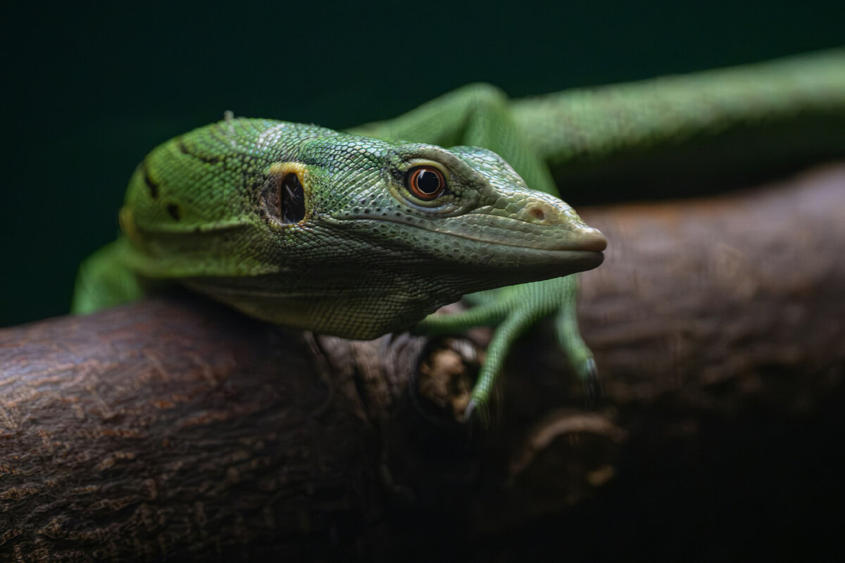Картинка с бесплатного фотостока https://unsplash.com, автор Phil Robson