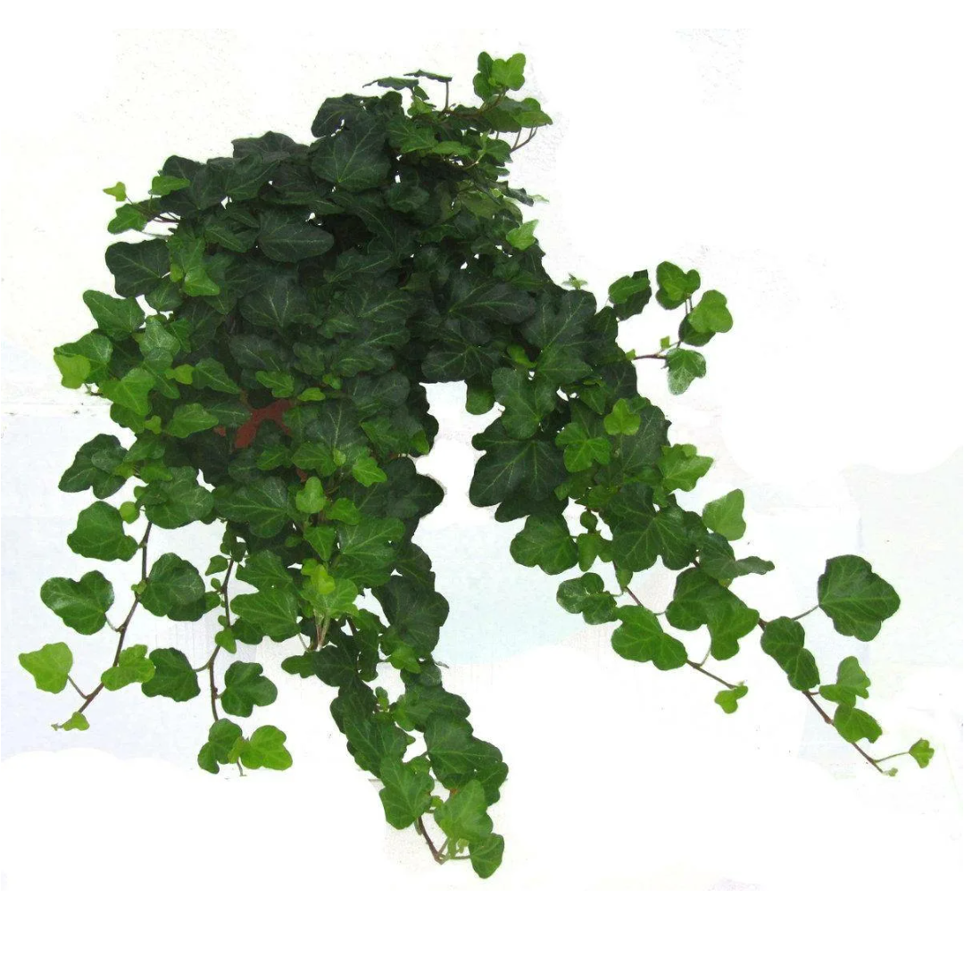 Плющ комнатный или хедера