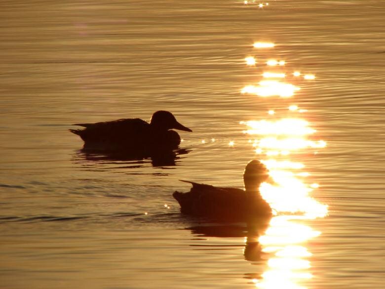 фото с сайта https://www.stockvault.net/free-photos/sunset/