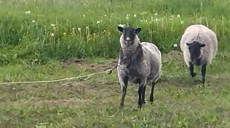    Овцеводам напоминают о риске пастеррелеза овец весной и мерах профилактики