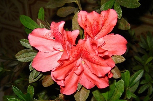    Какие растения нельзя держать в спальне?