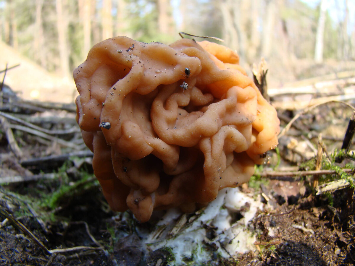Первые апрельские строчки совсем небольшие