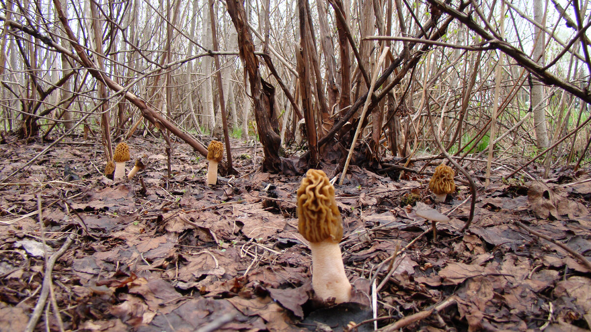 Шапочки сначала "безногие", только макушка торчит из подстилки - это самый продолжительный период роста - дней 5. Встают "на ноги" за 2-3 дня и еще столько живут с ногой. Потом завядают шляпки, а за ними и ножки "падают". Скорость роста и развития грибов напрямую зависит от температуры - чем жарче, тем быстрее.