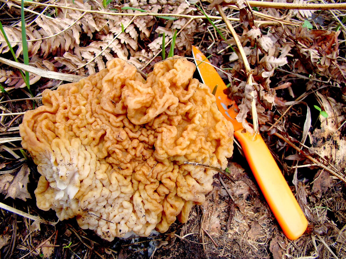 К маю вырастают вот такими "мозгами"