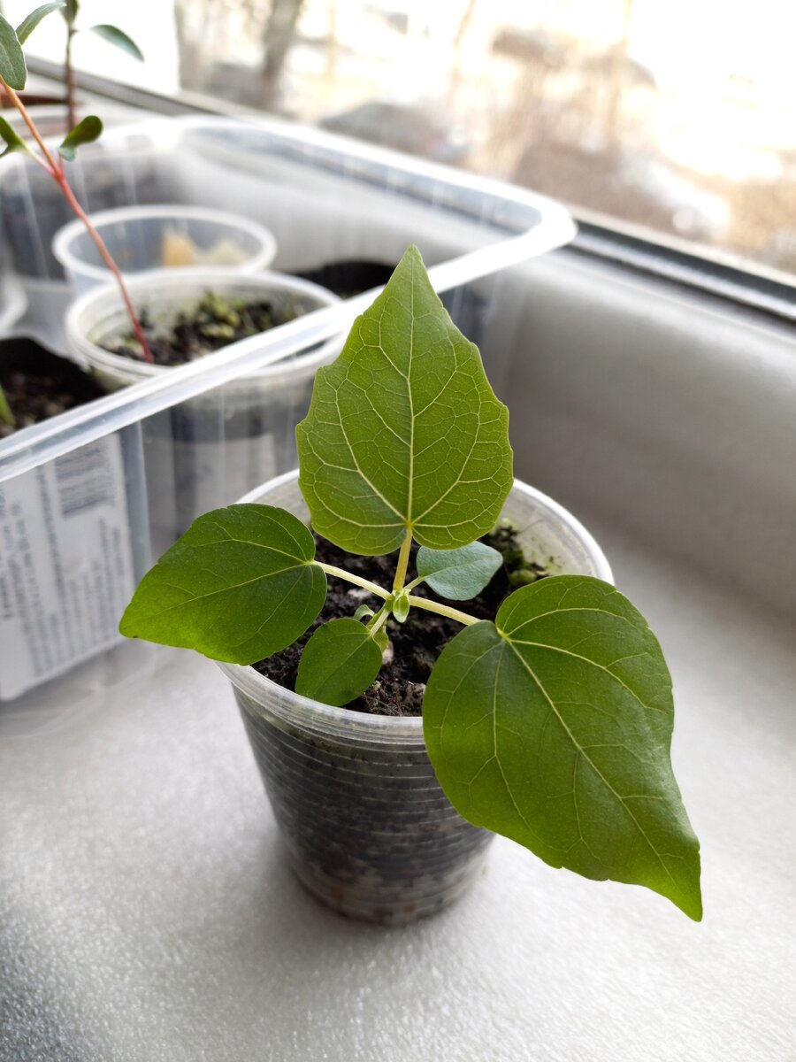 Фикус Петиоларис, возраст чуть больше месяца