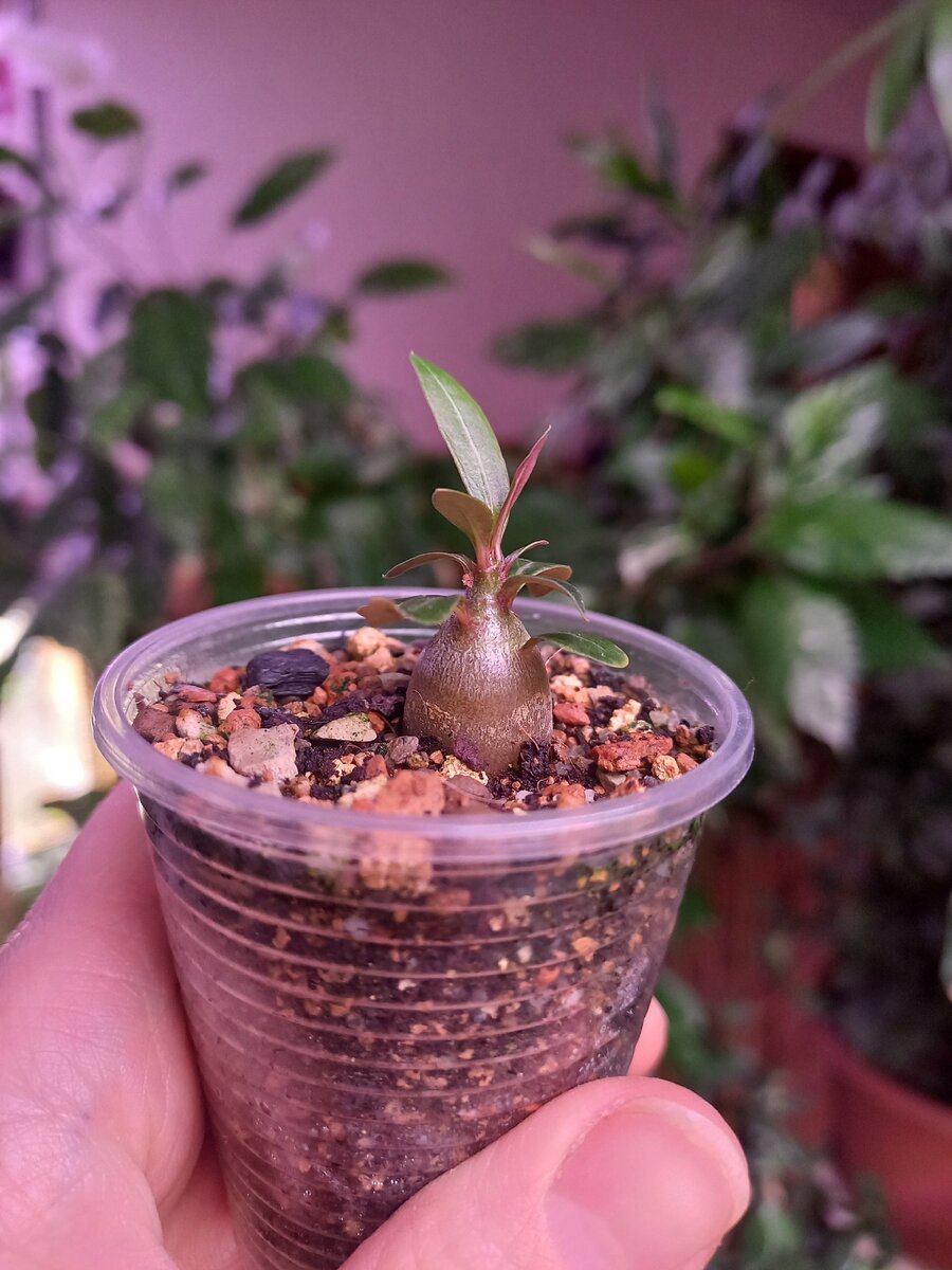 Фикус Петиоларис (Ficus Petiolaris) из семян | Екатерина Орлова | Дзен