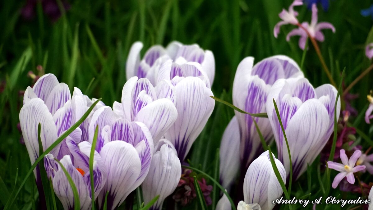 Крокусы в Ботаническом саду.