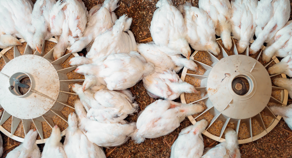Топ-10 вопросов о выращивании бройлеров