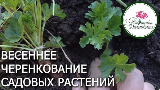 Как размножить свои растения: весеннее черенкование