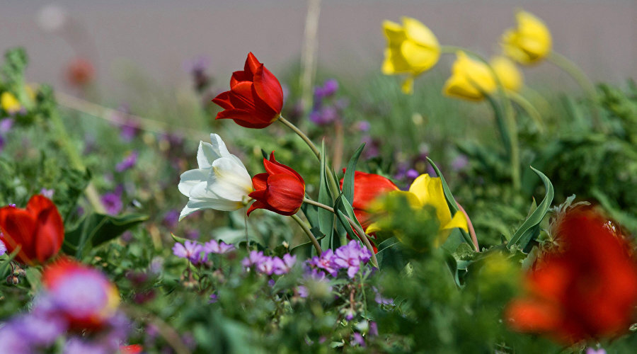 Дикие тюльпаны (тюльпаны Шренка и Скифские тюльпаны) на берегу Кояшского озера в Опукском природном заповеднике // Фото: RIA Novosti, Сергей Мальгавко