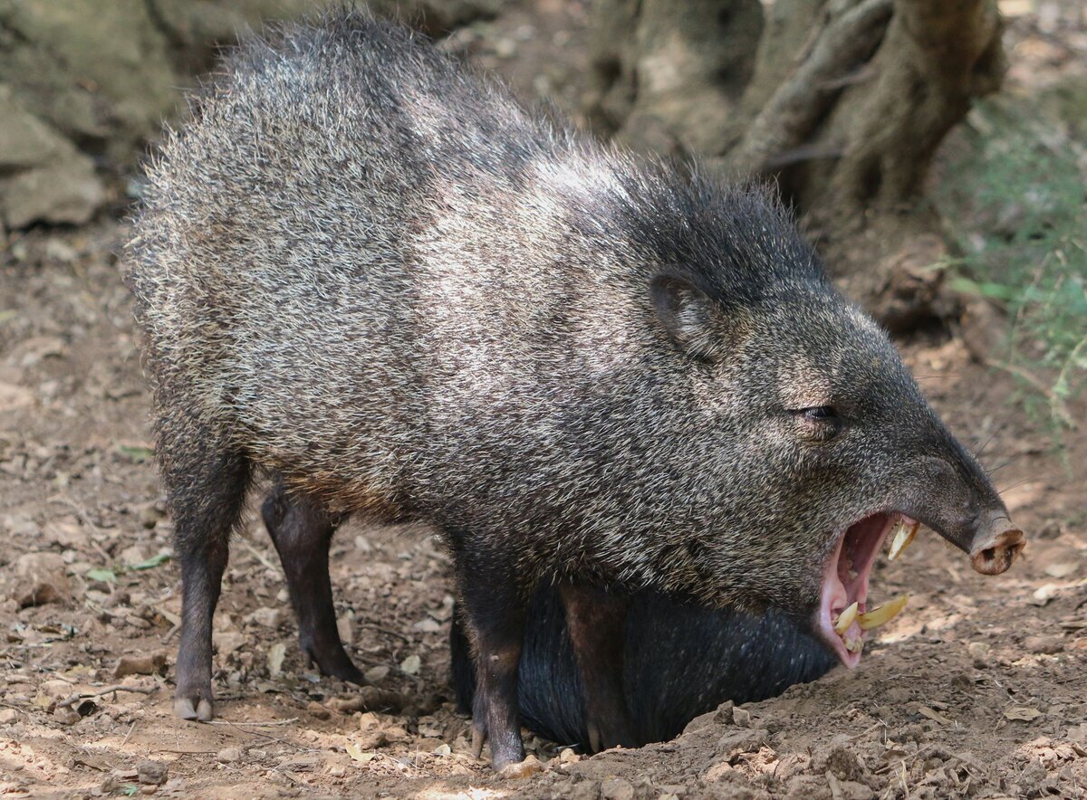 А клыки, клыки-то! 