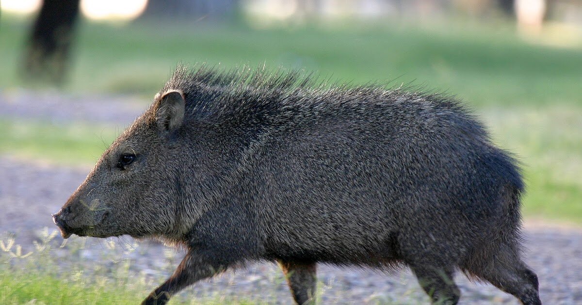 Я - мини-кабан!