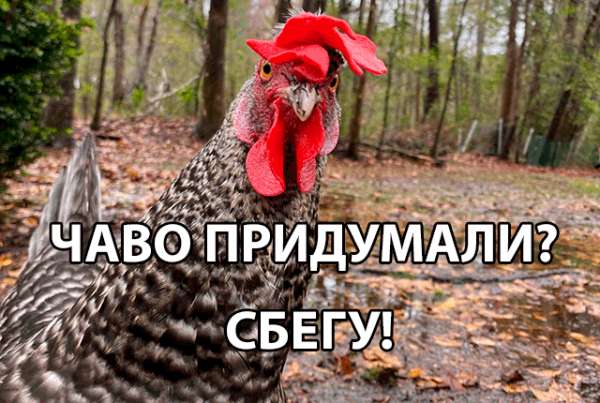 Запрет на свободный выгул кур – перспективы и моя реакция 😮