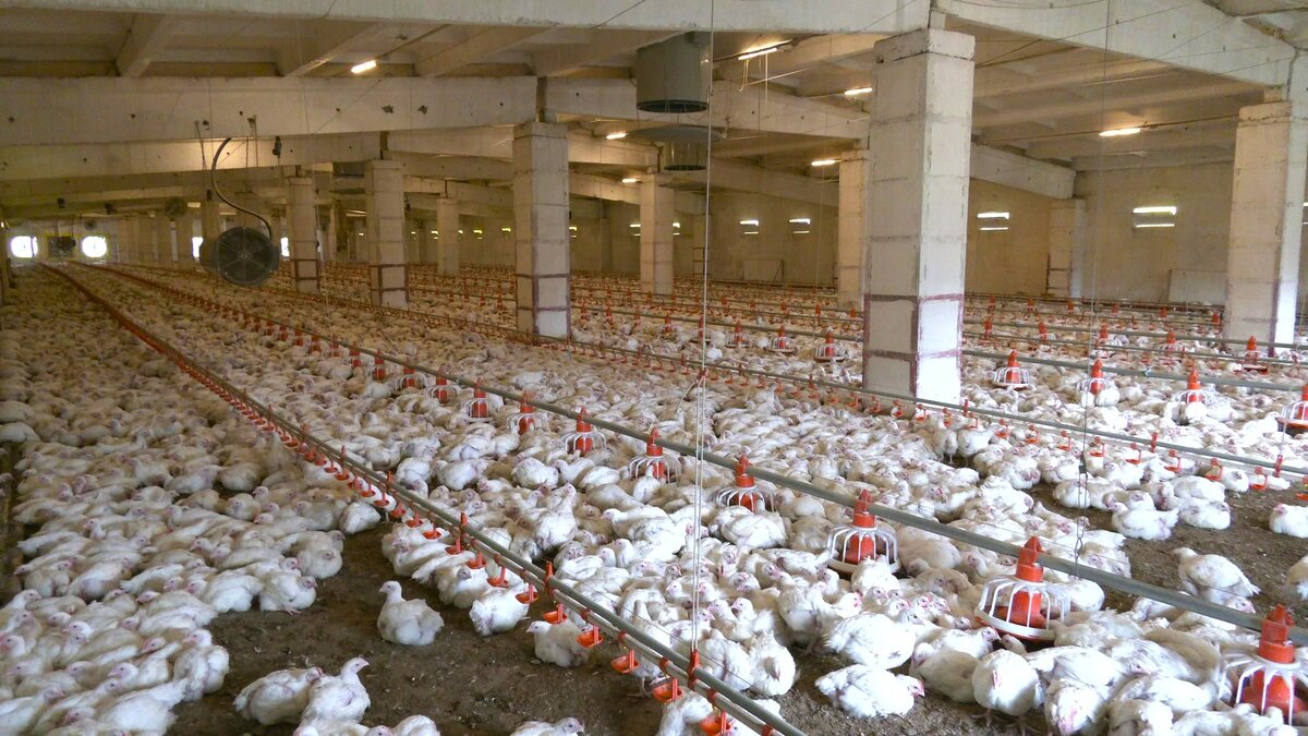    200 куриц сгорело на птицефабрике Нижневартовска