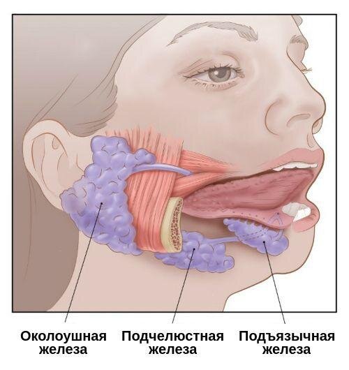 Лечение слюнных желез