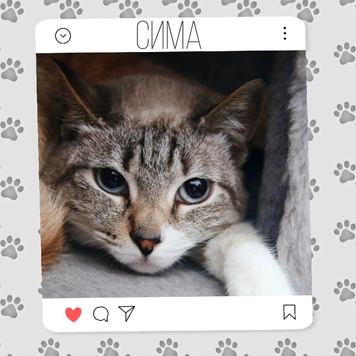 Кошка Сима месиает о доме 💕🐈 | Приют 