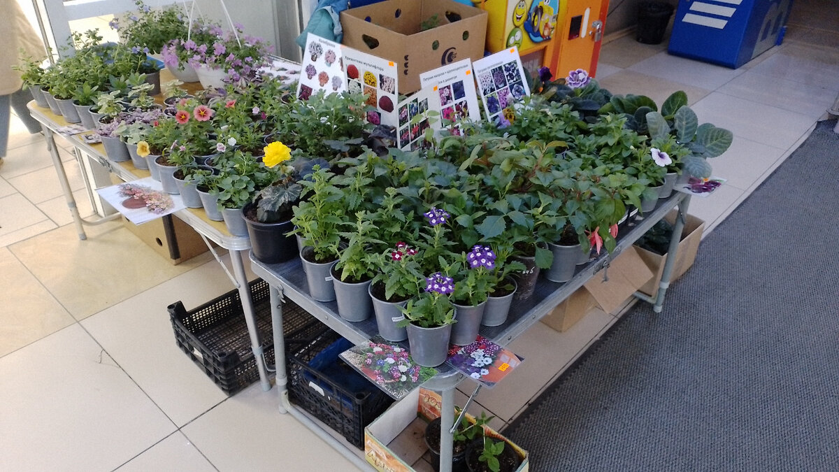 Вербены на углу стола 