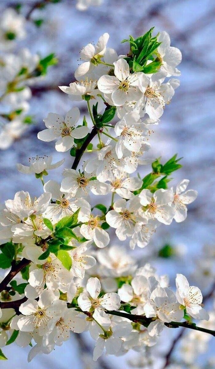 Из интернета. 