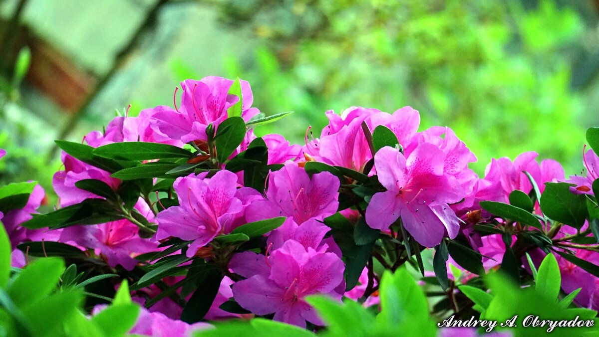 Фото рододендрон