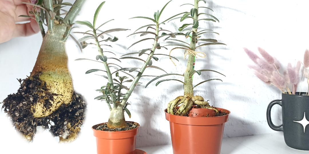 Адениум нарастил "бочку" под грунтом: пересадка через 1,5 года после посева