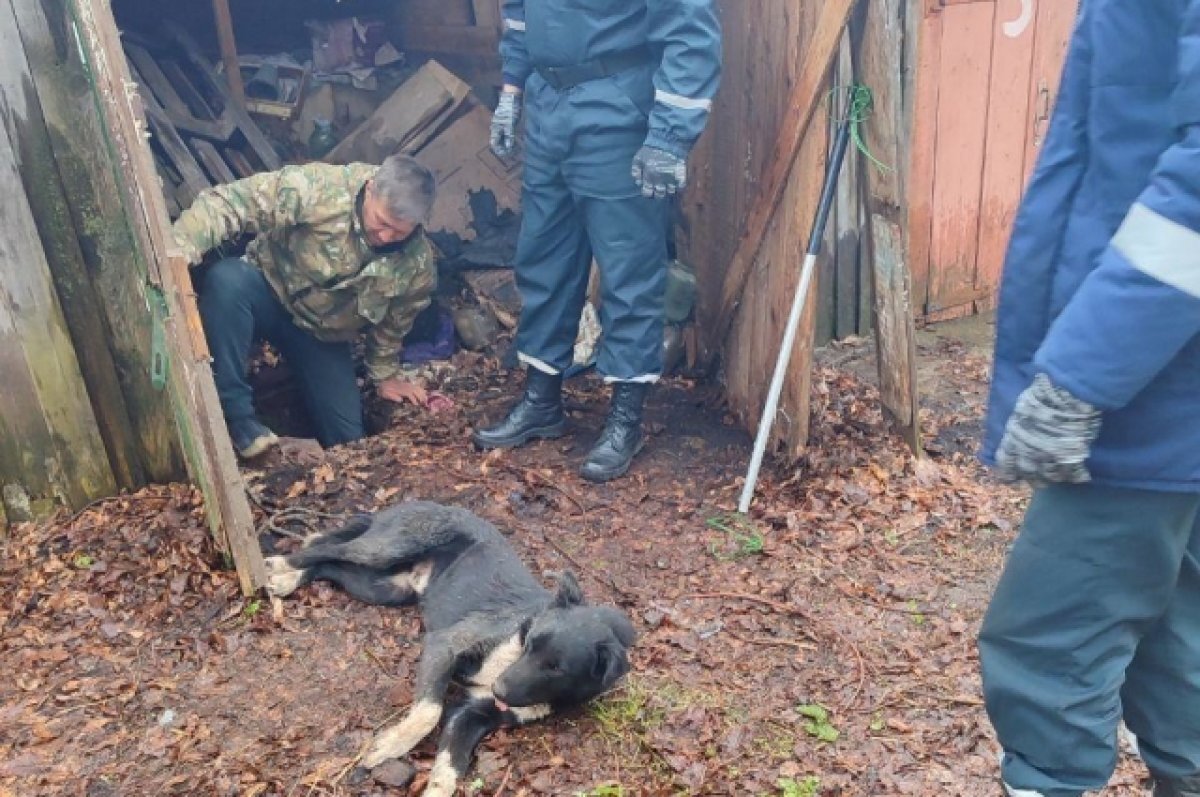    Ульяновские спасатели пришли на помощь упавшей в погреб дворняжке