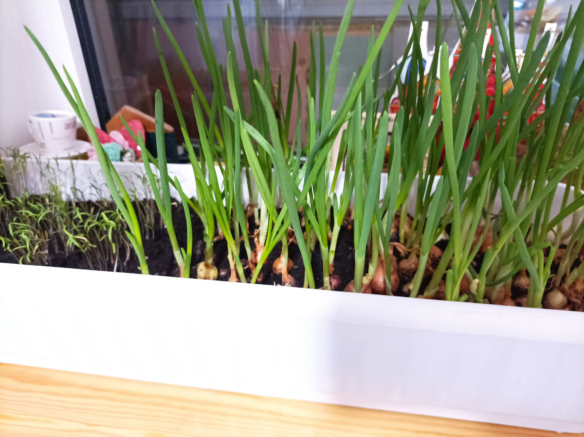 Это единственная, пока, зелень в округе, уже вовсю кушаем