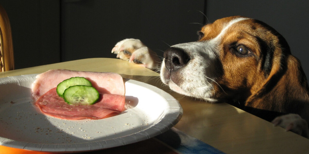 Список смертельно ядовитой для собак пищи, которая обычна на нашей кухне. Следите, чтобы пёс случайно не съел