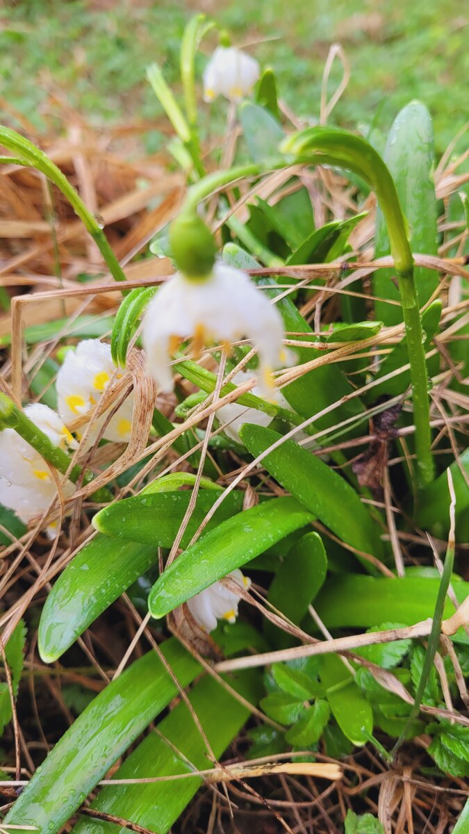 Мои подснежники. (Все фото в статье - автора.)