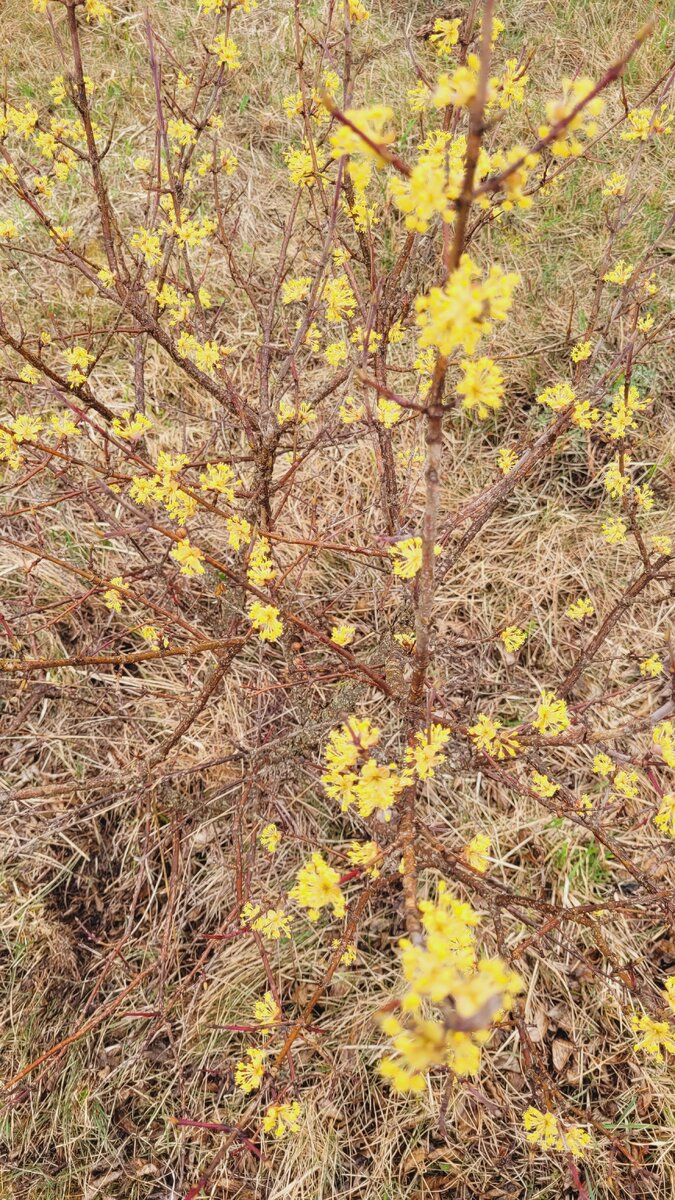 Впервые увидела, как этот куст цветет