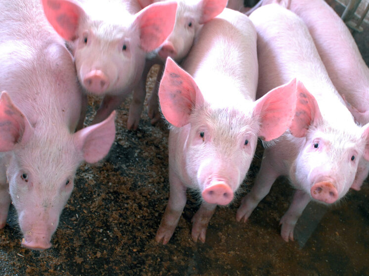   Александр Корнющенко