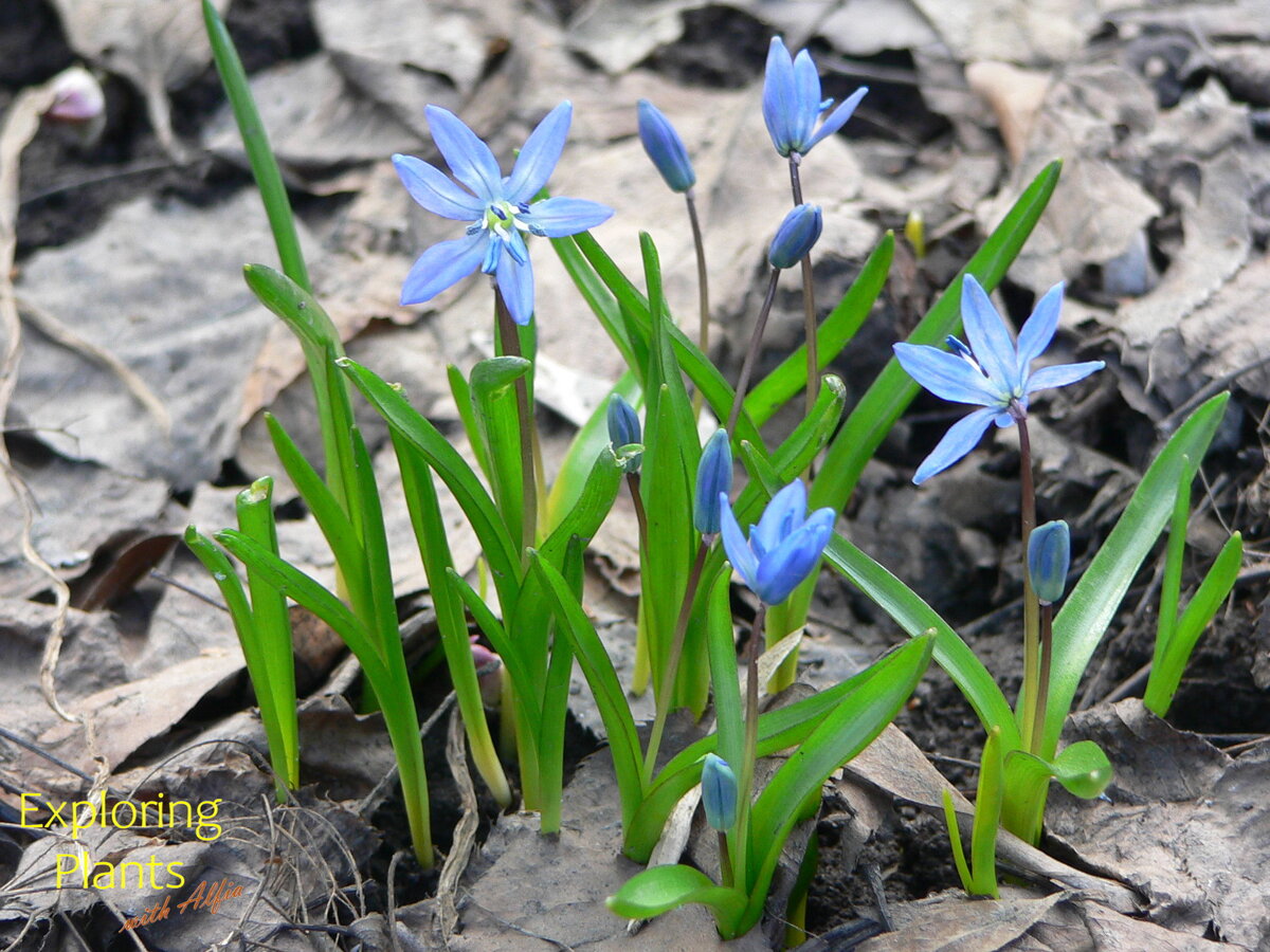 Пролеска (Scilla), Казань, экоцентр, 13.04.2016