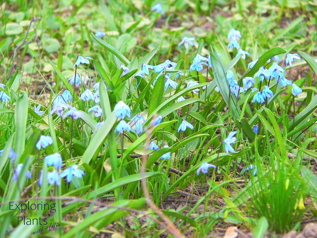 Пролеска (Scilla), на переднем плане справа - гусиный лук (Gagea lutea (L.) Ker Gawl)
