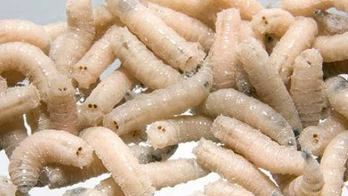 Опарыш до покраски.