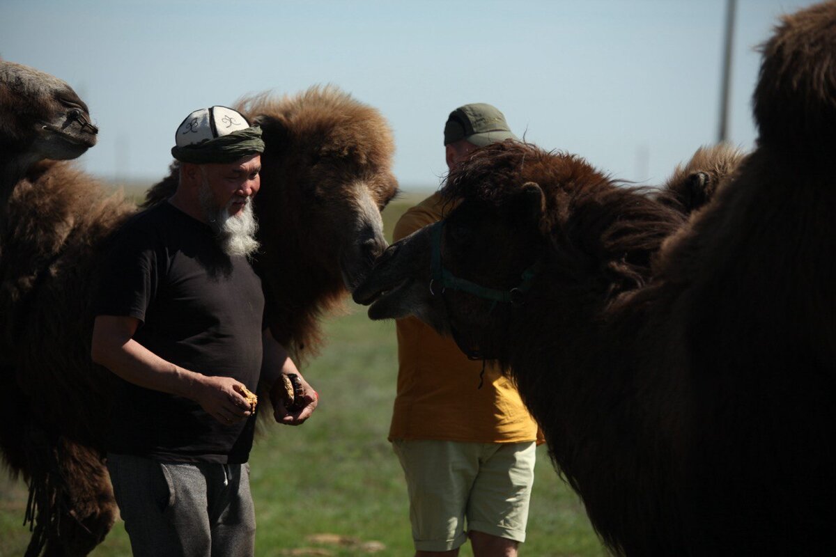 Такие верблюды встречают нас в степи недалеко от Элисты