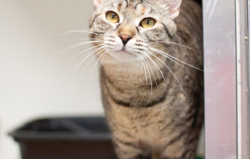 ❗ДОМА❗Ариша представляет отряд жизнерадостных "шпротиков"-полосатиков, и готова переехать в уютный дом ❤🏠