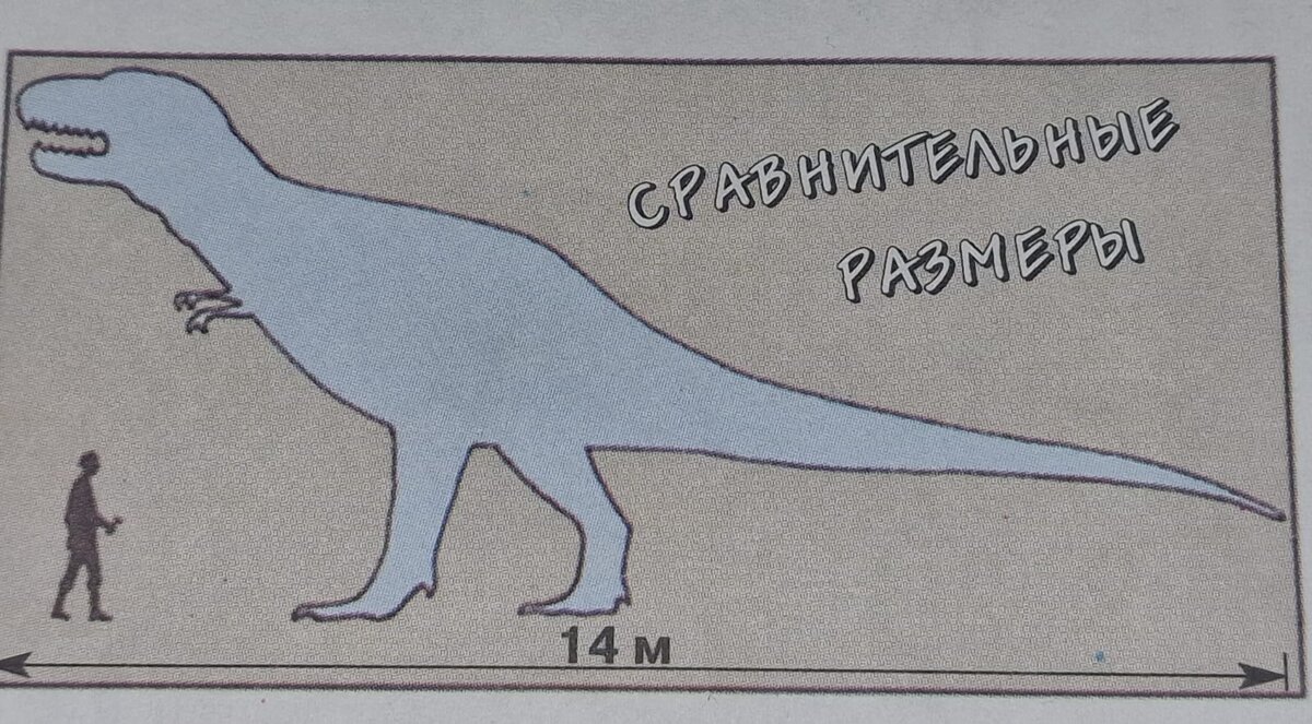 Сравнение тираннозавра с человеком. Фото взято из открытого источника.