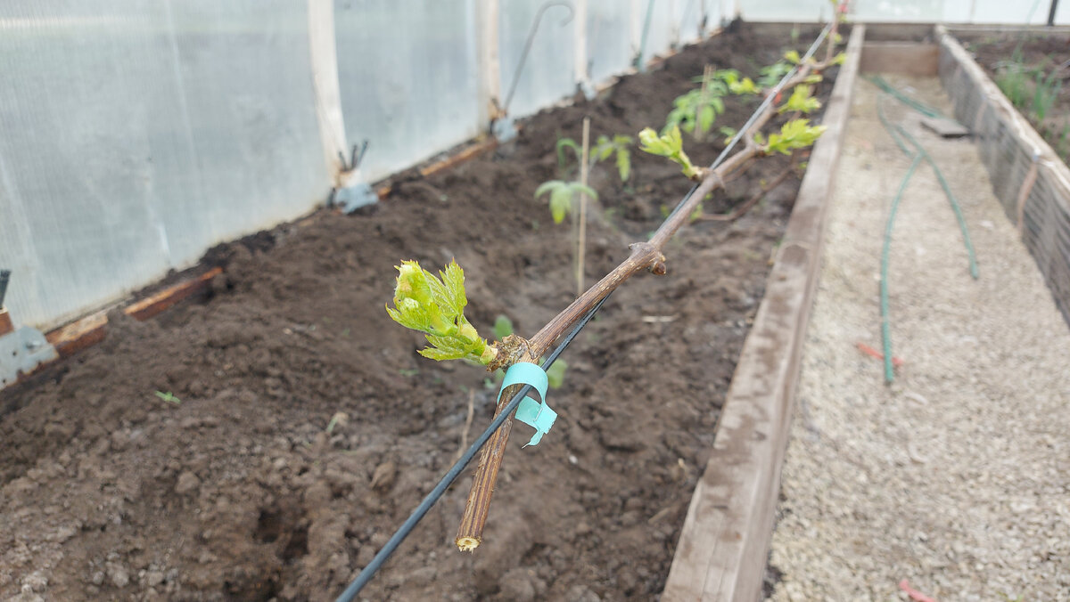 15 апреля - почки винограда Валёк почти все открылись.