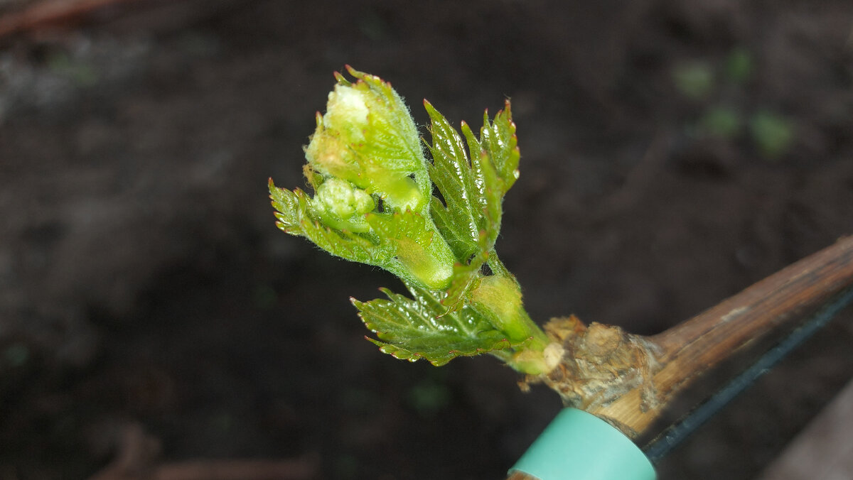 Почка Валька крупным планом.