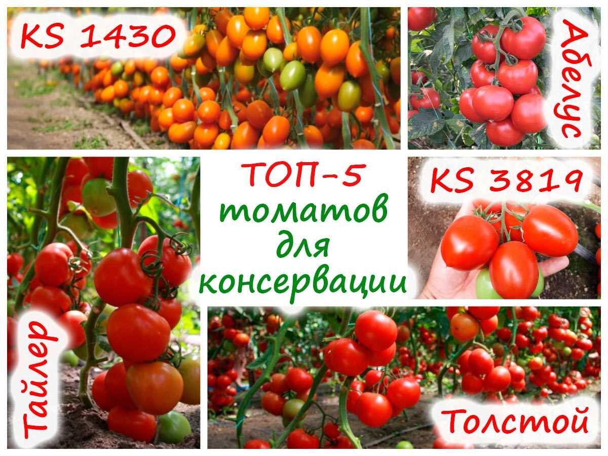 Гибридные сорта томатов - экспресс-обзор фаворитов
