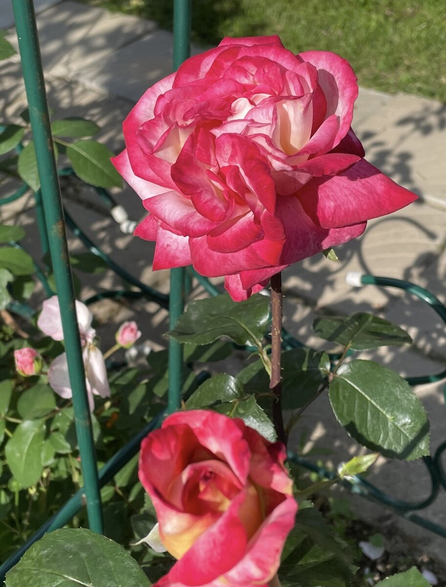 Этой розе более 10 лет, покупала микс