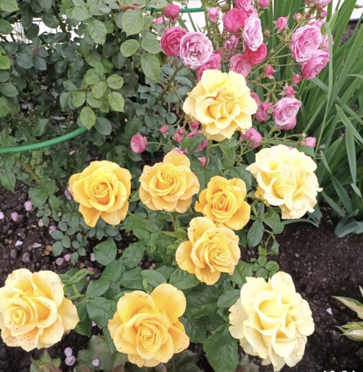 Роза Чайно-гибридная Керио