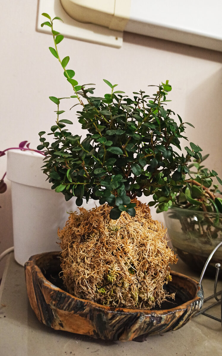 Подставка для кокедамы в технике куринуки.